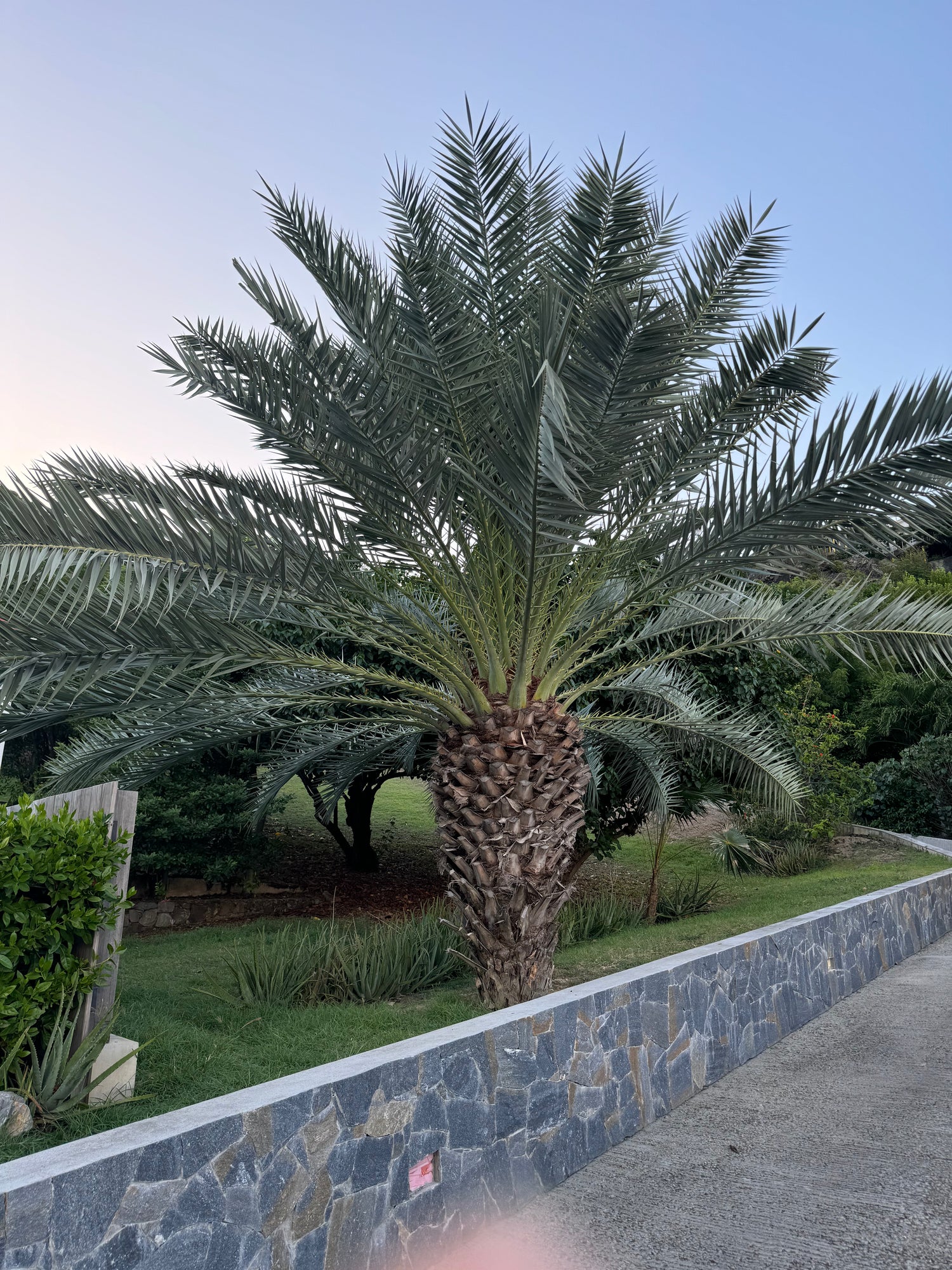 Pindo Palm, Jelly Palm, Cocos Australis