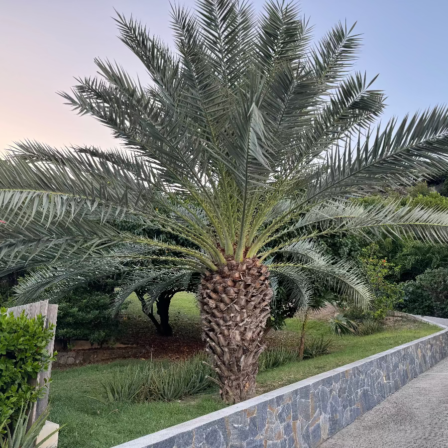 palm bush plant Pindo Palm, Jelly Palm, Cocos Australis