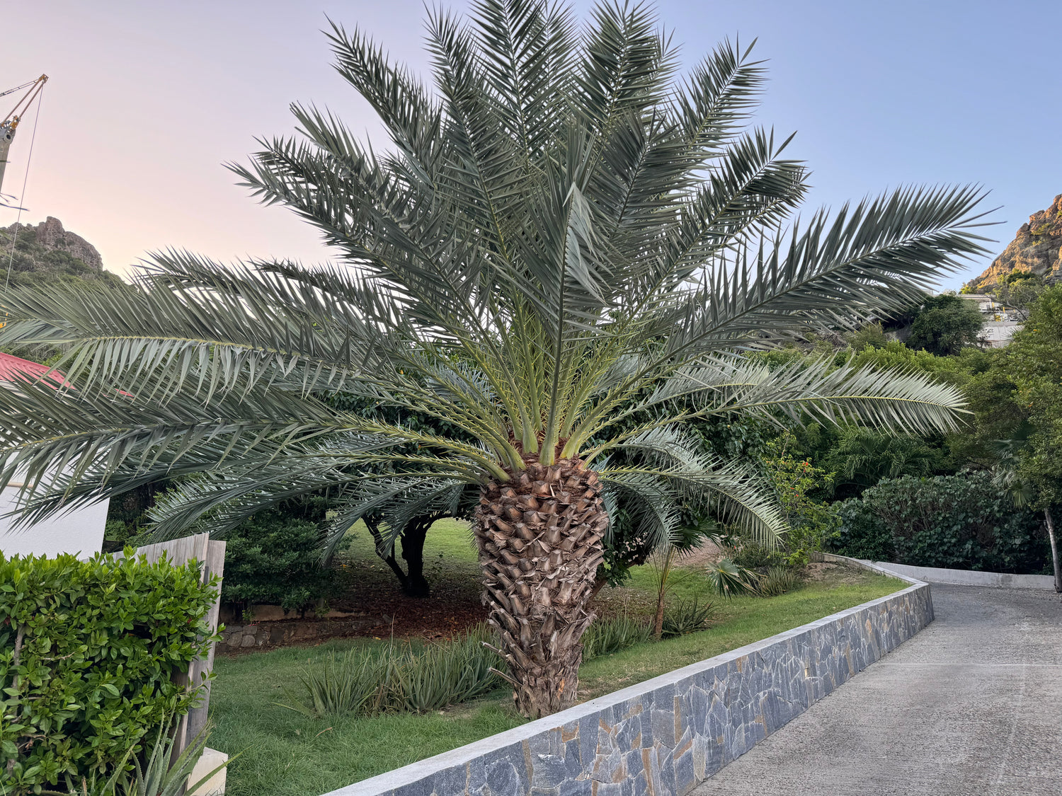 Pindo Palm, Jelly Palm, Cocos Australis