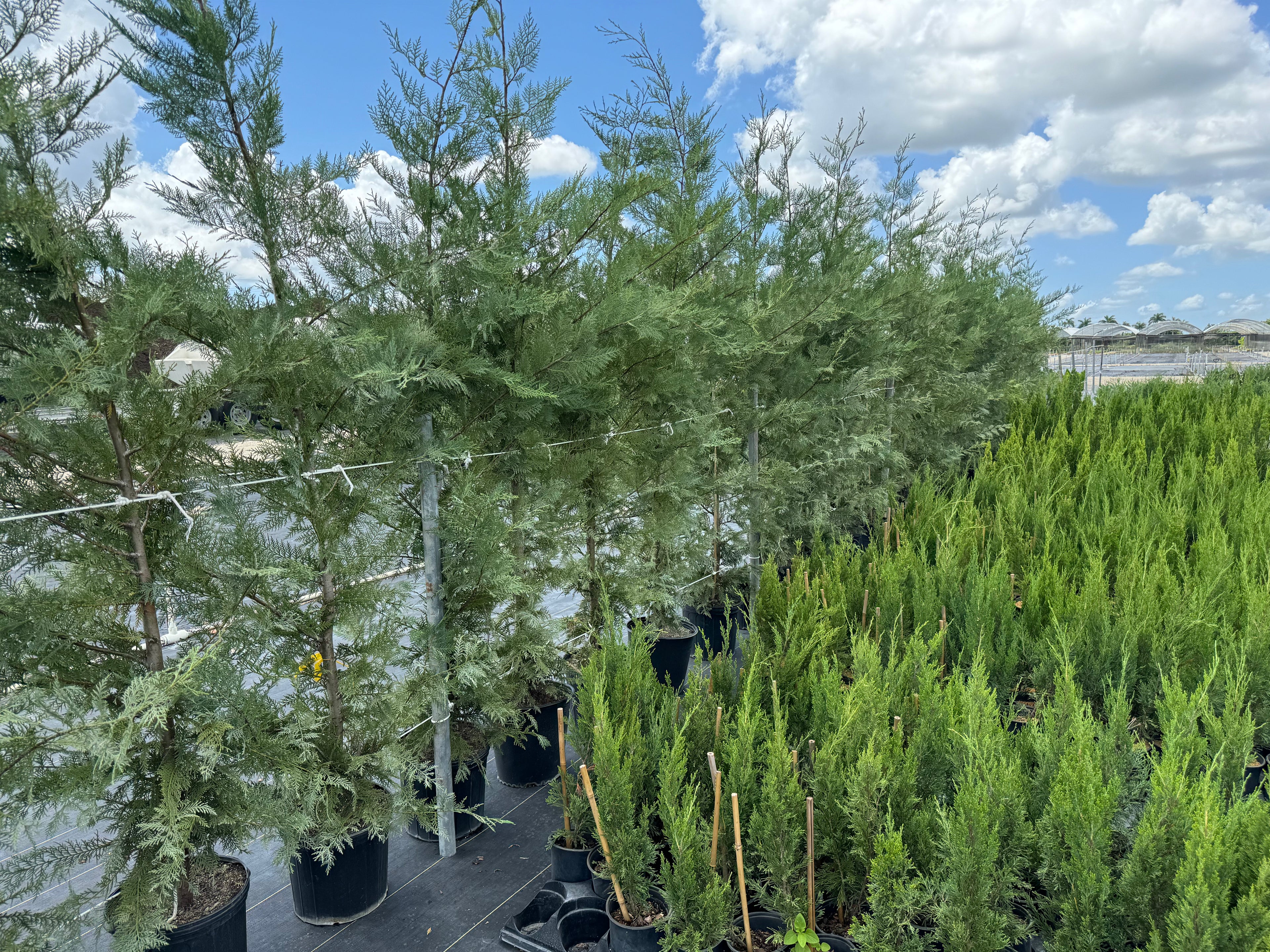 Murray Leyland Cypress, Cupressocyparis Leylandii