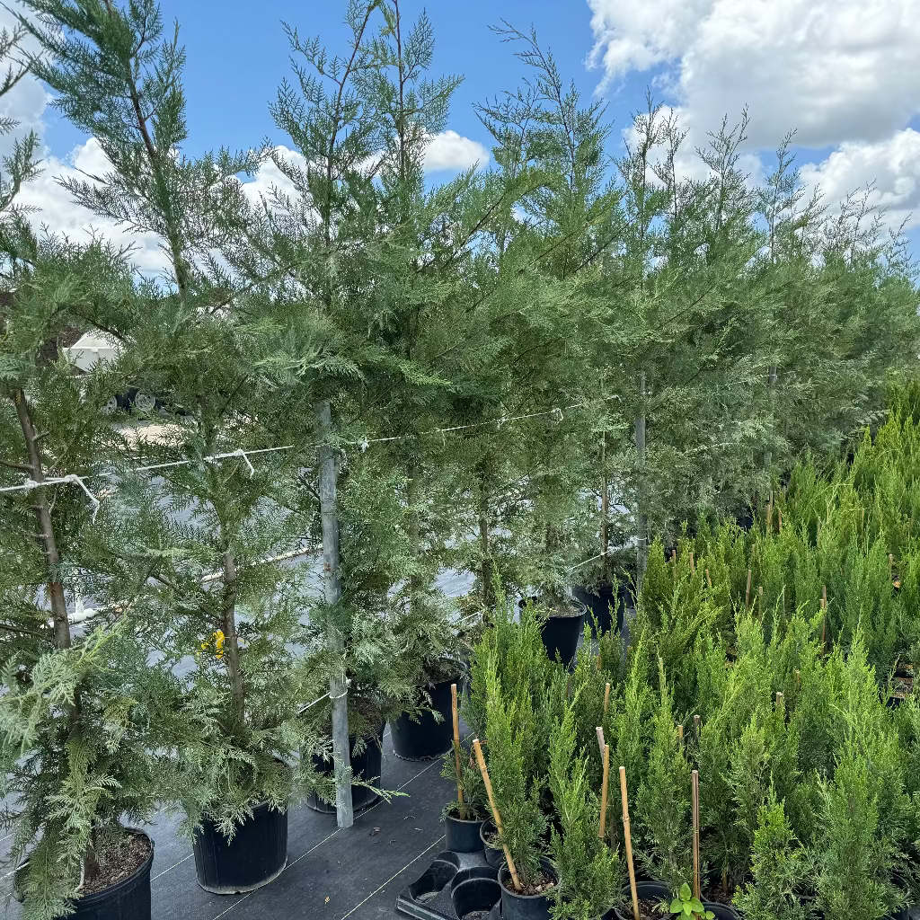 Murray Leyland Cypress, Cupressocyparis Leylandii in 5gal pot in rows