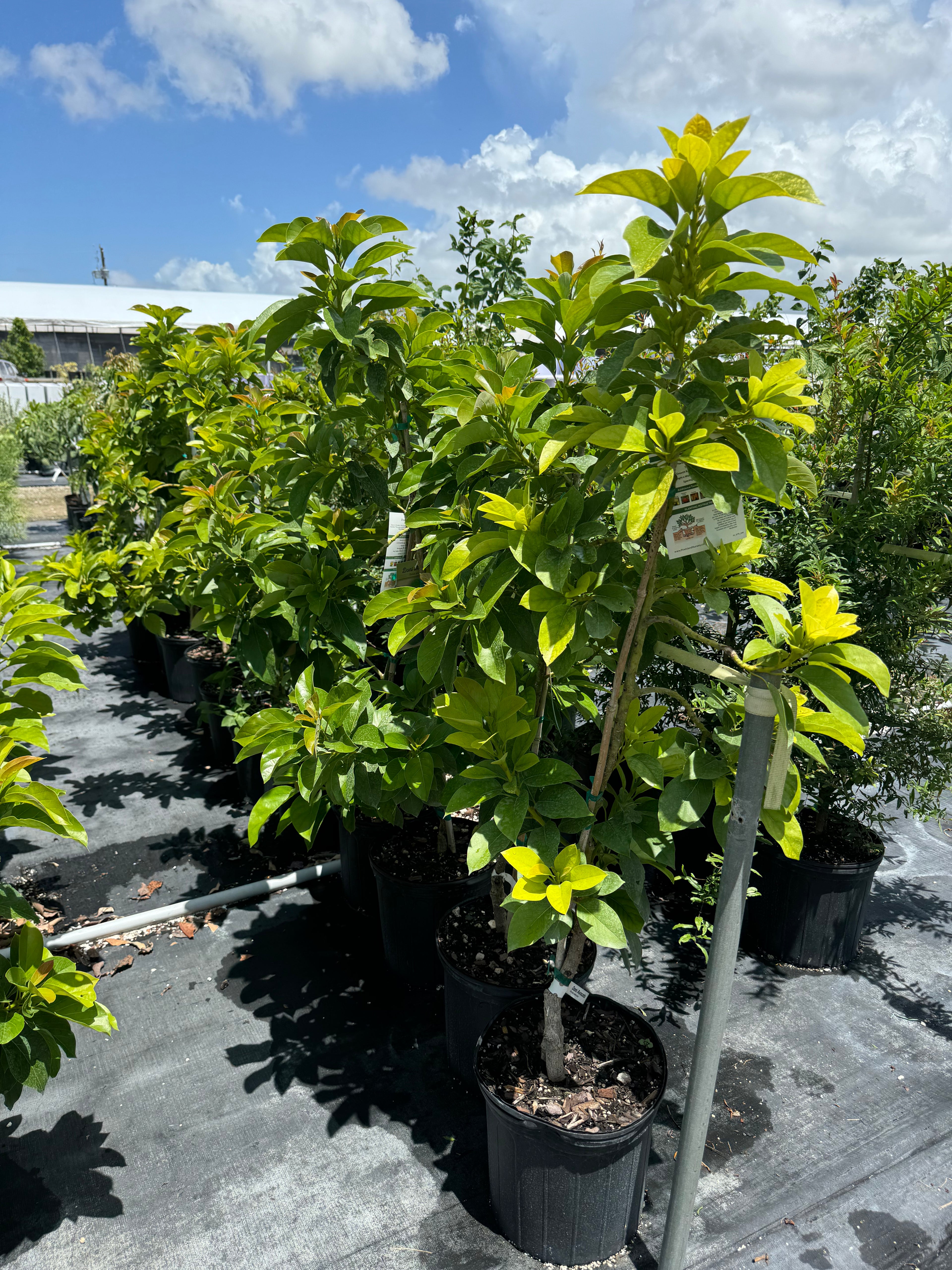 Donnie Avocado Fruit Tree, Persea Americana