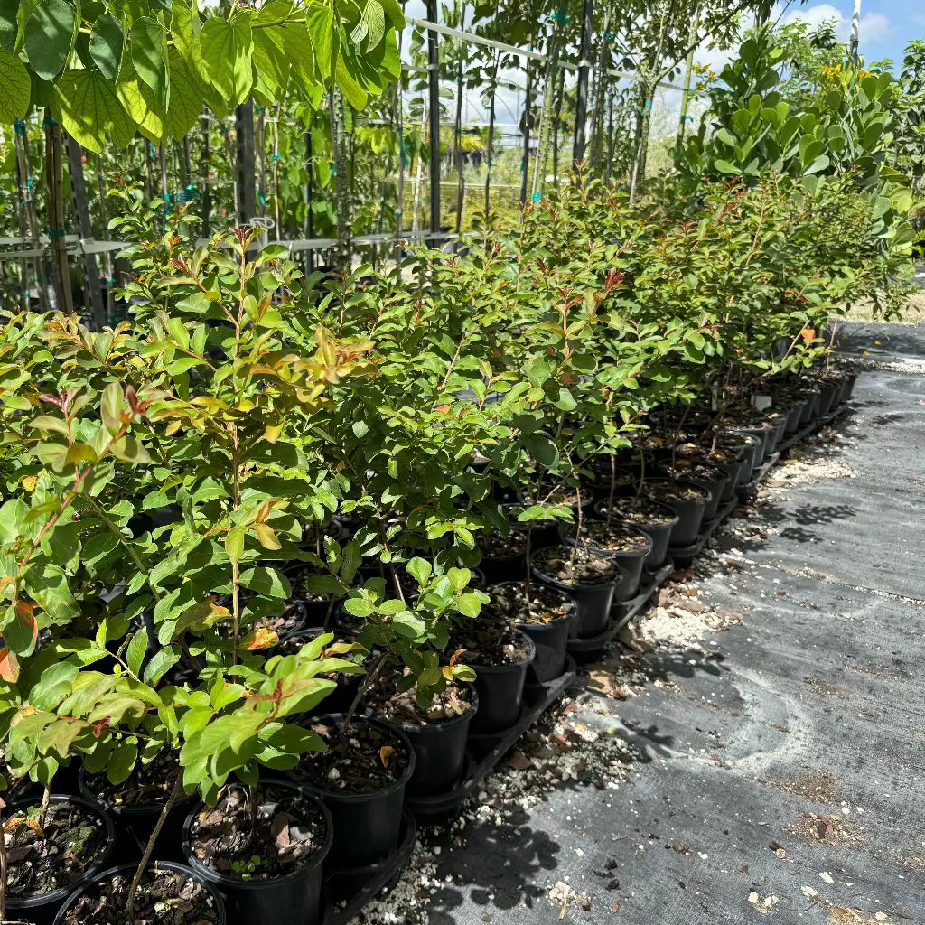 Young Crape Myrtle Flowering Trees in 2 gallon black nursery pots, featuring dense green foliage, arranged in long rows on black landscaping fabric within a large outdoor nursery field under a bright sky, showcasing mass cultivation and steady early growth.
