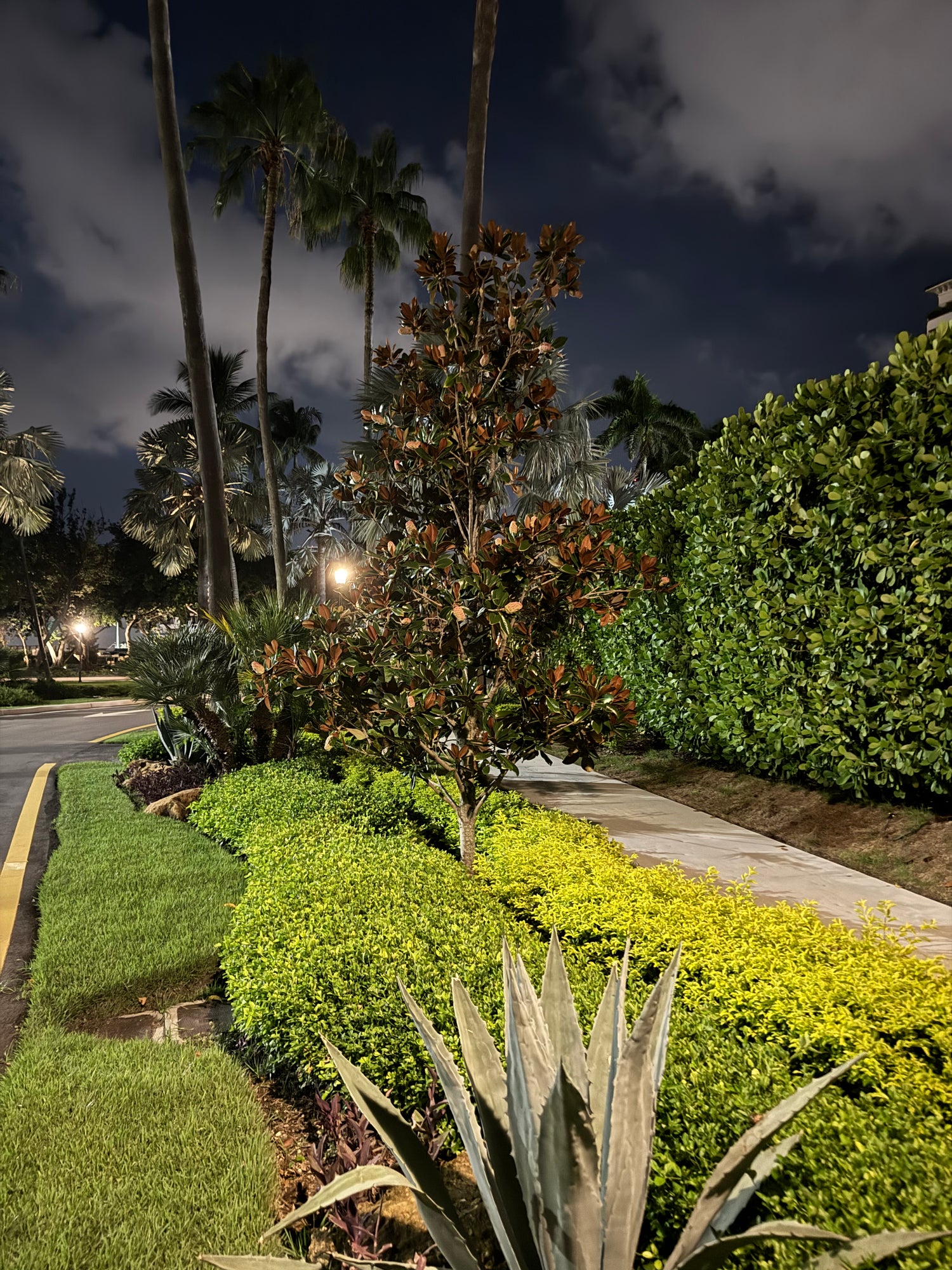Magnolia Grandiflora Southern &