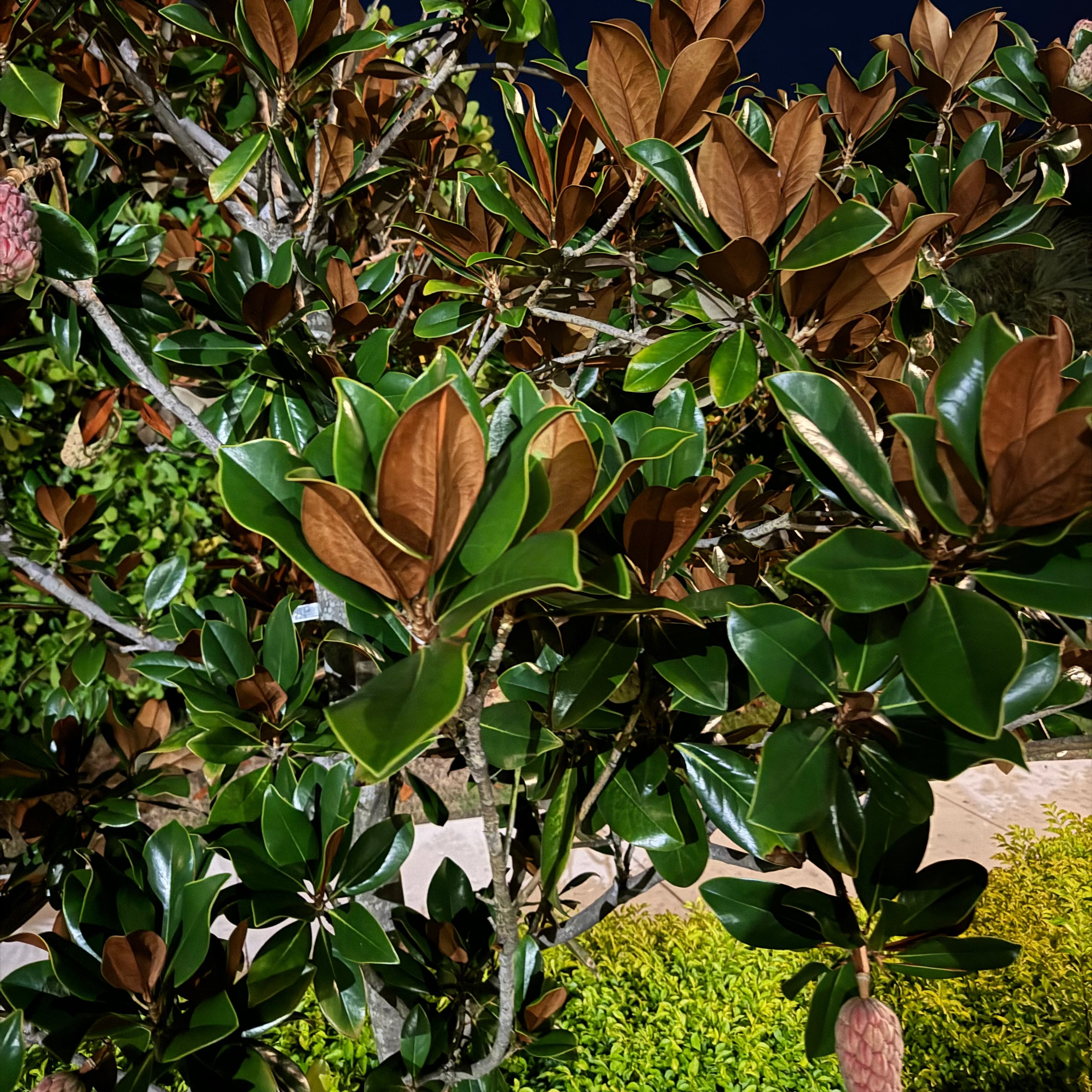 Close up of Magnolia Little Gem Flowering Tree blooms with creamy white petals and glossy green leaves, ideal for ornamental gardens and Mediterranean landscapes.