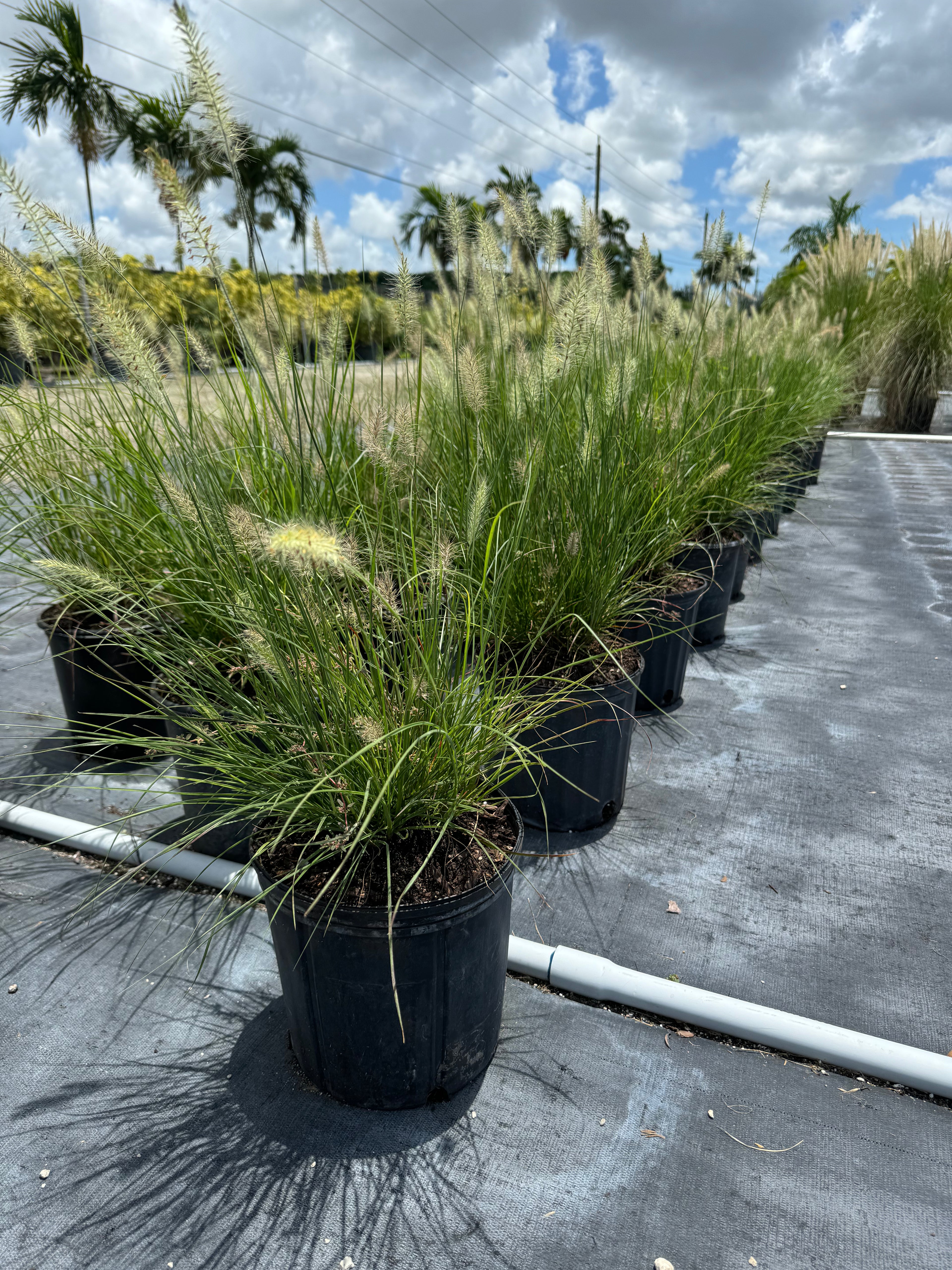 Dwarf White Fountain Grass &