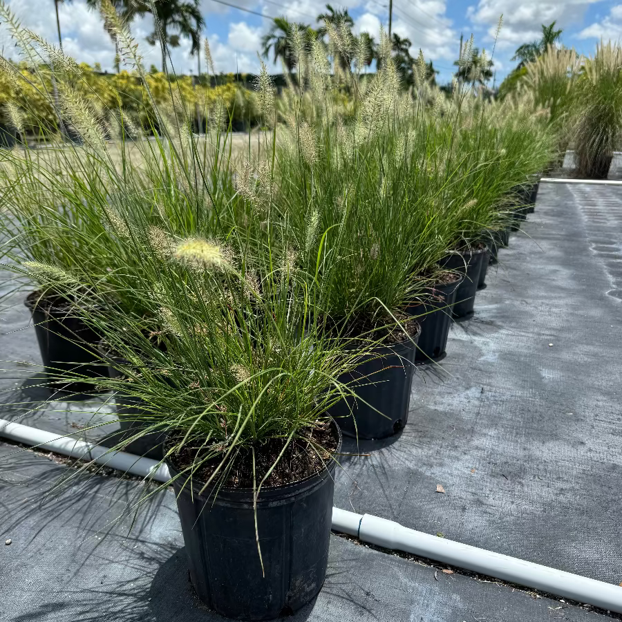 Dwarf whire fountain Potted ornamental grass plants in black nursery pots arranged in rows on a paved lot, with palm trees and a cloudy blue sky in the background.