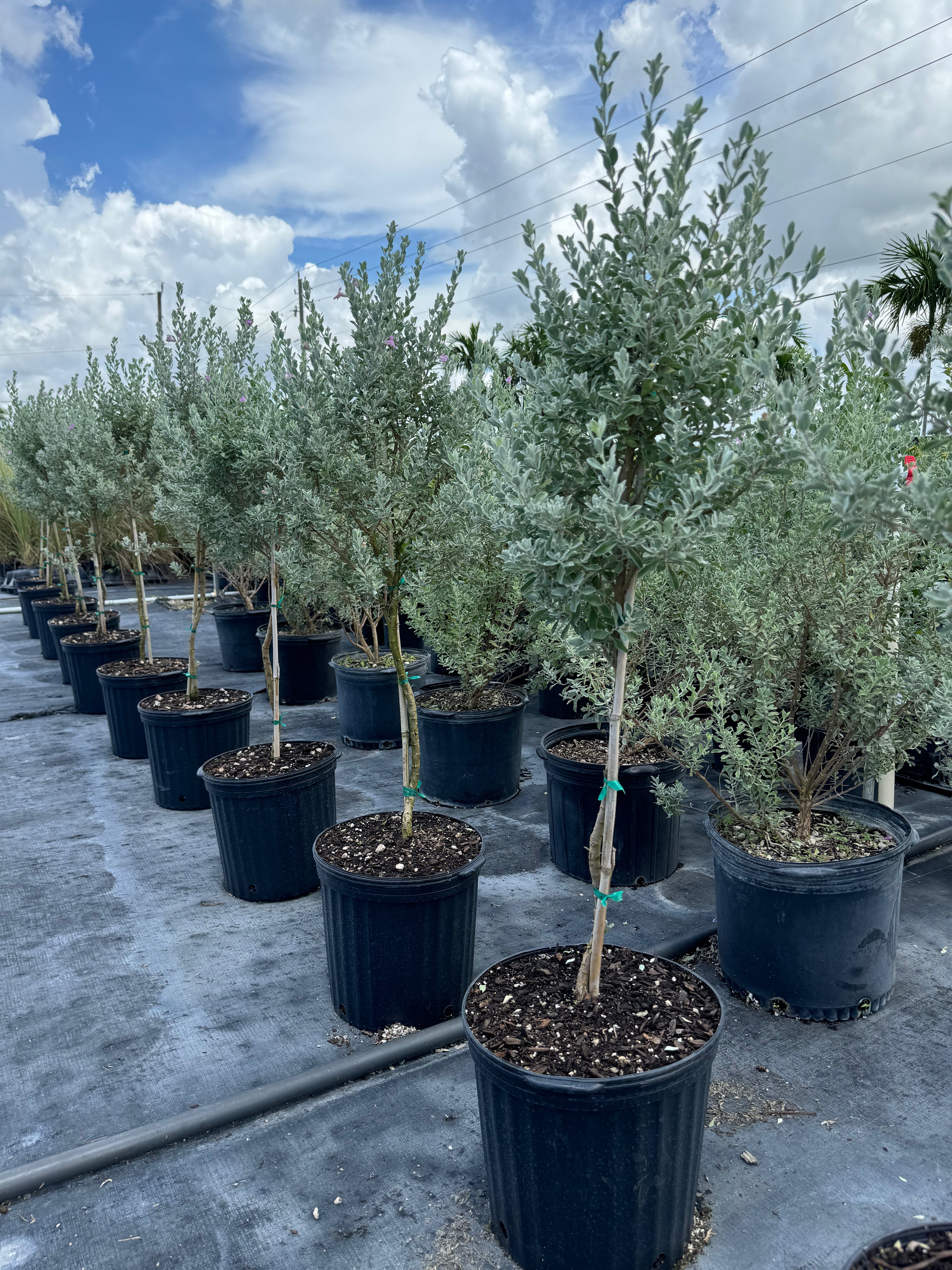 Texas Sage, Tree Form Silverleaf Purple Sage in black pots outside