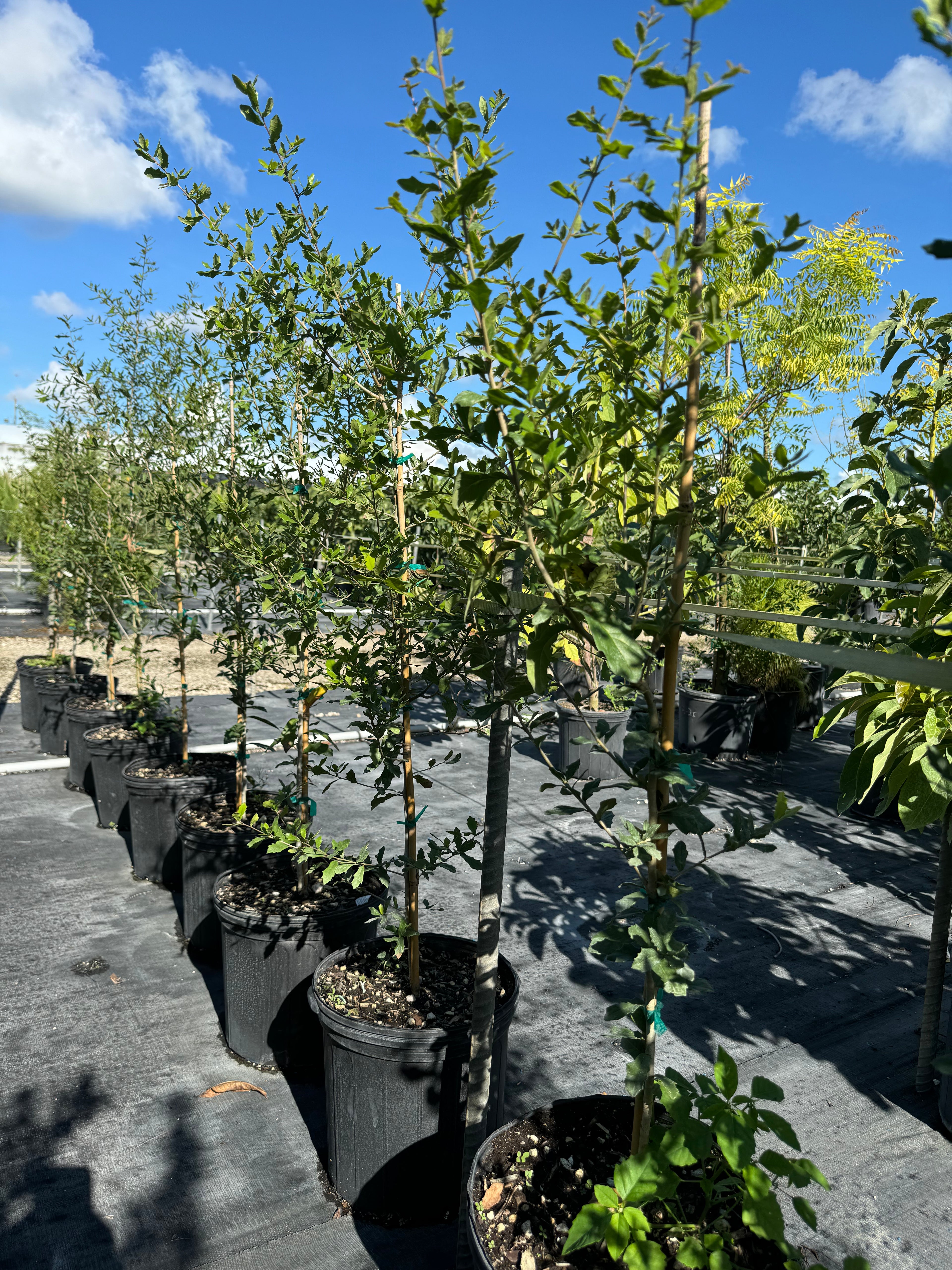 Southern Live Oak Tree, Quercus Virginiana