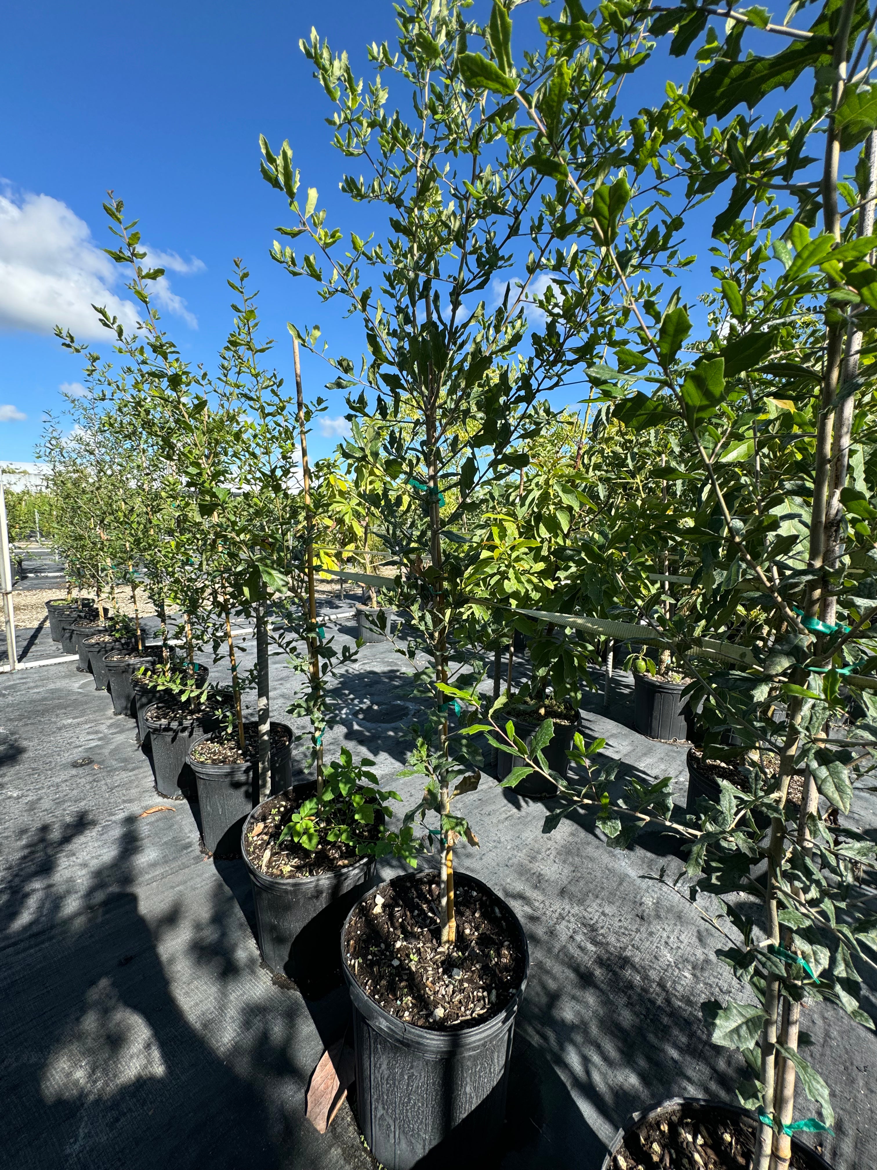 Southern Live Oak Tree, Quercus Virginiana