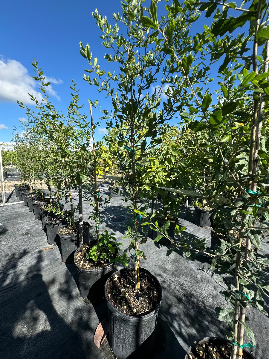 A view of a young potted Southern Live Oak (Quercus virginiana) tree with lush green foliage, growing in a black nursery pot
