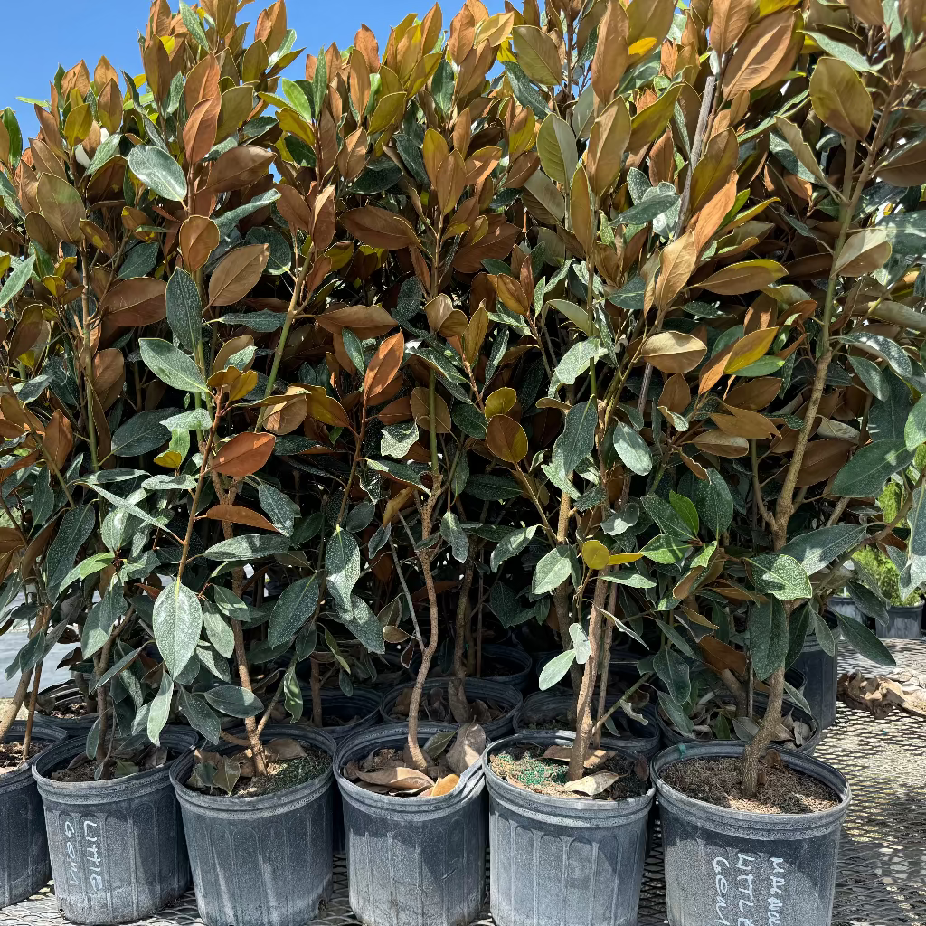Magnolia Little Gem Flowering Tree in 7 gallon nursery pot with compact branching structure and lush green foliage, ideal for decorative entryways and patio spaces.