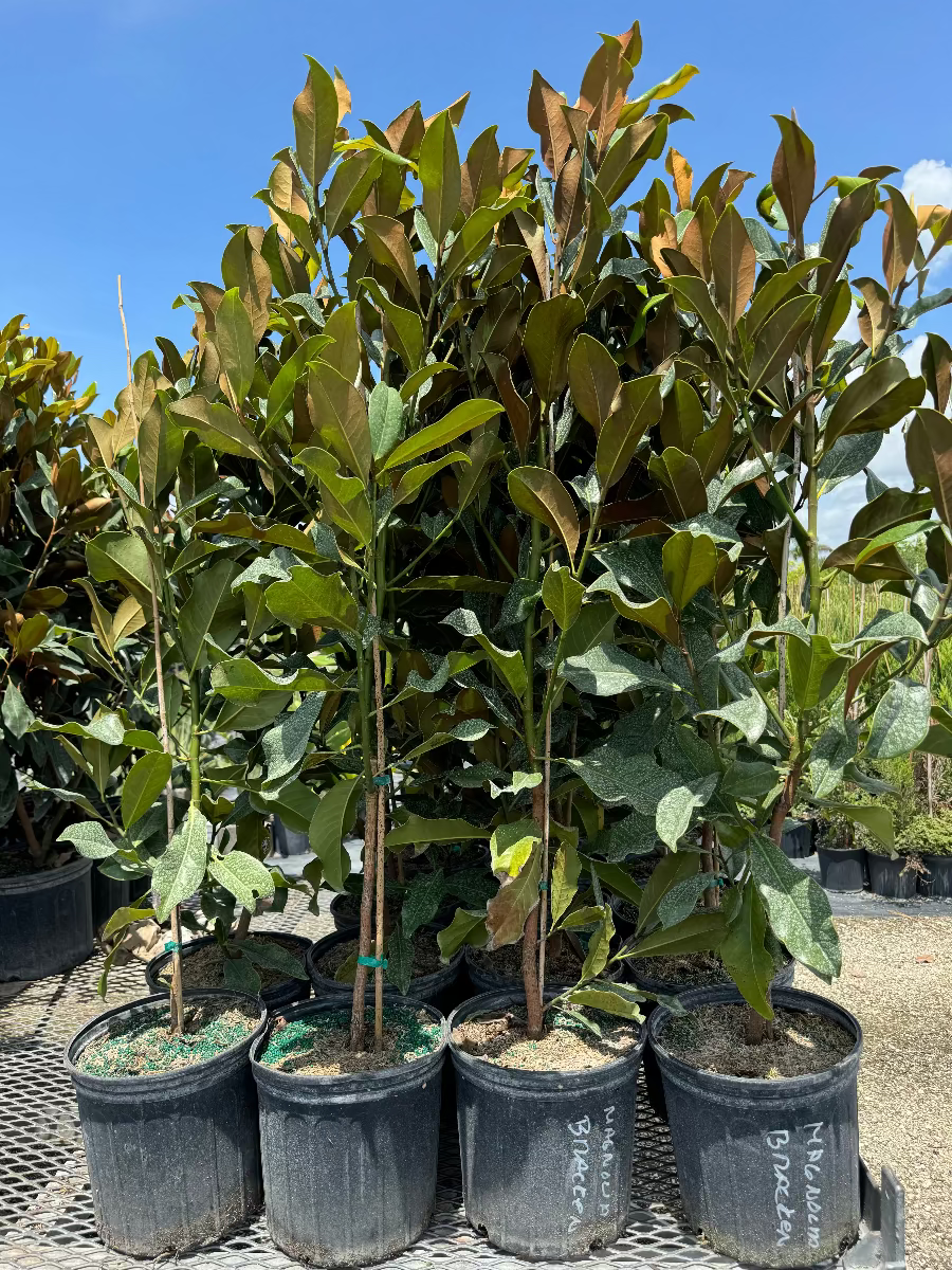 A group of young potted Magnolia Grandiflora &