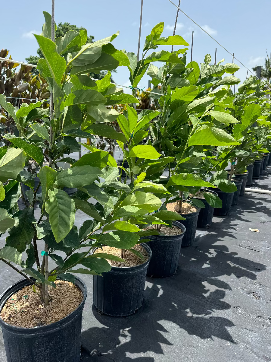 A close-up view of young potted Magnolia Jane Pink-Purple Flowering Trees featuring lush, bright green leaves, growing in black nursery pots