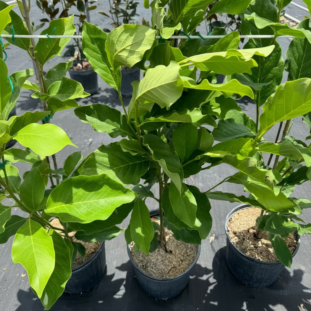 A close-up view of young potted Magnolia Jane Pink-Purple Flowering Trees featuring lush, bright green leaves, growing in black nursery pots