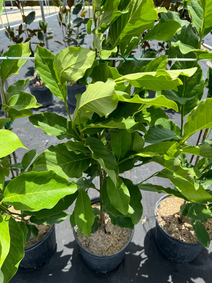A close-up view of young potted Magnolia Jane Pink-Purple Flowering Trees featuring lush, bright green leaves, growing in black nursery pots