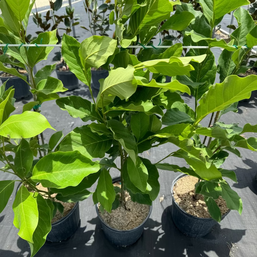 A close-up view of young potted Magnolia Jane Pink-Purple Flowering Trees featuring lush, bright green leaves, growing in black nursery pots