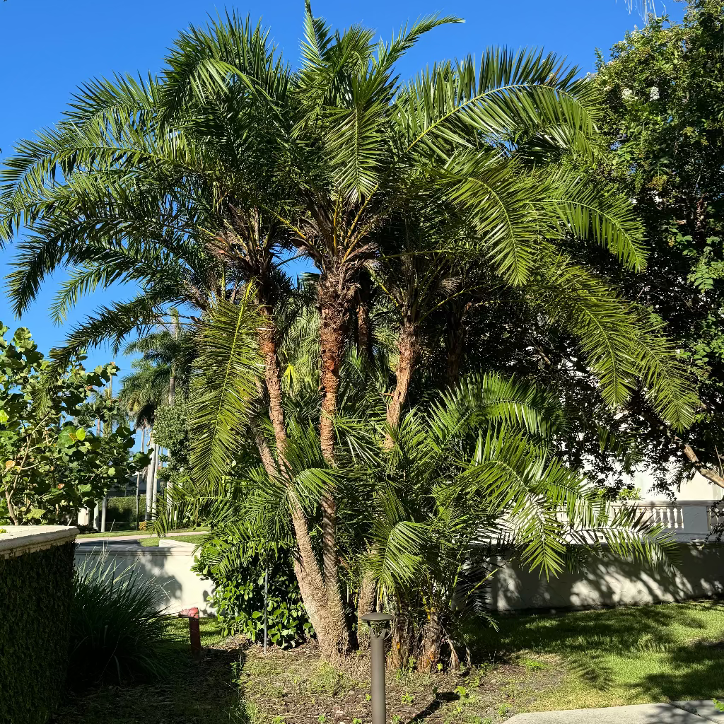Phoenix Reclinata Single, Roebelinii Date Palm Hybrid