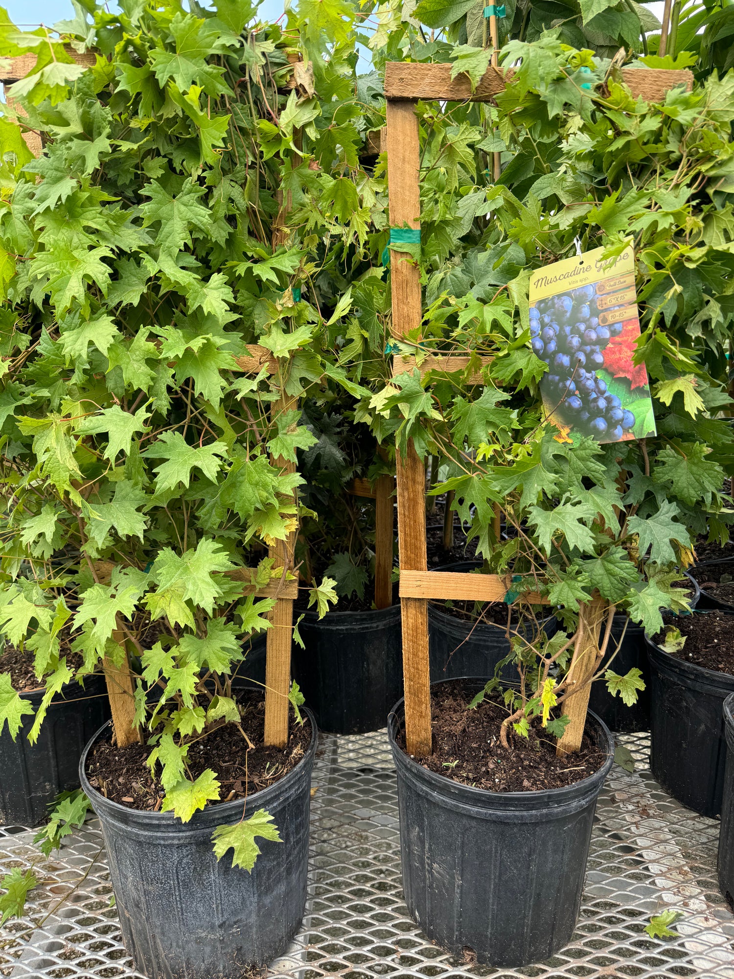 Muscadine Carlos Grape Vine, Muscadinia Vitus Rotundifolia