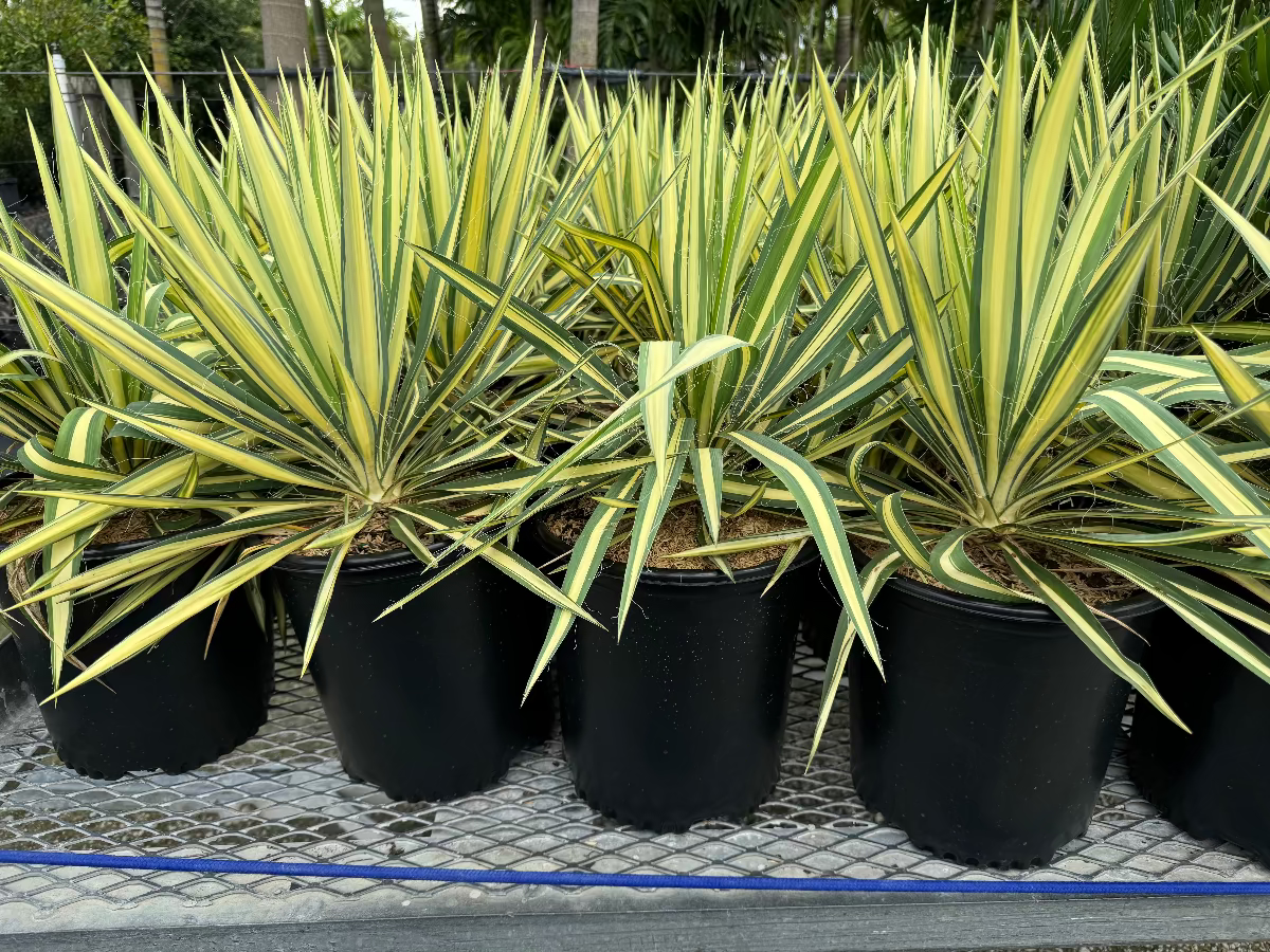 A row of young potted Yucca filamentosa plants featuring striking sword-shaped leaves with green centers and bright yellow margins, growing in black nursery pots