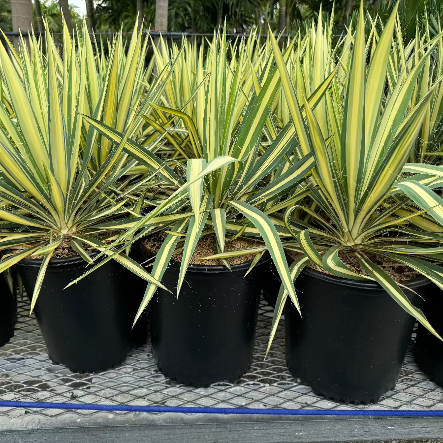 A row of young potted Yucca filamentosa plants featuring striking sword-shaped leaves with green centers and bright yellow margins, growing in black nursery pots