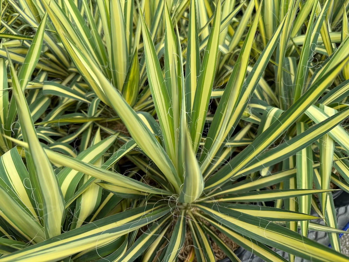 A close-up, top-down view of a vibrant Yucca filamentosa plant, featuring striking sword-shaped leaves with bright yellow centers and green margins