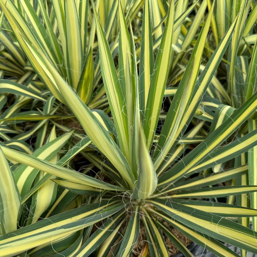 A close-up, top-down view of a vibrant Yucca filamentosa plant, featuring striking sword-shaped leaves with bright yellow centers and green margins