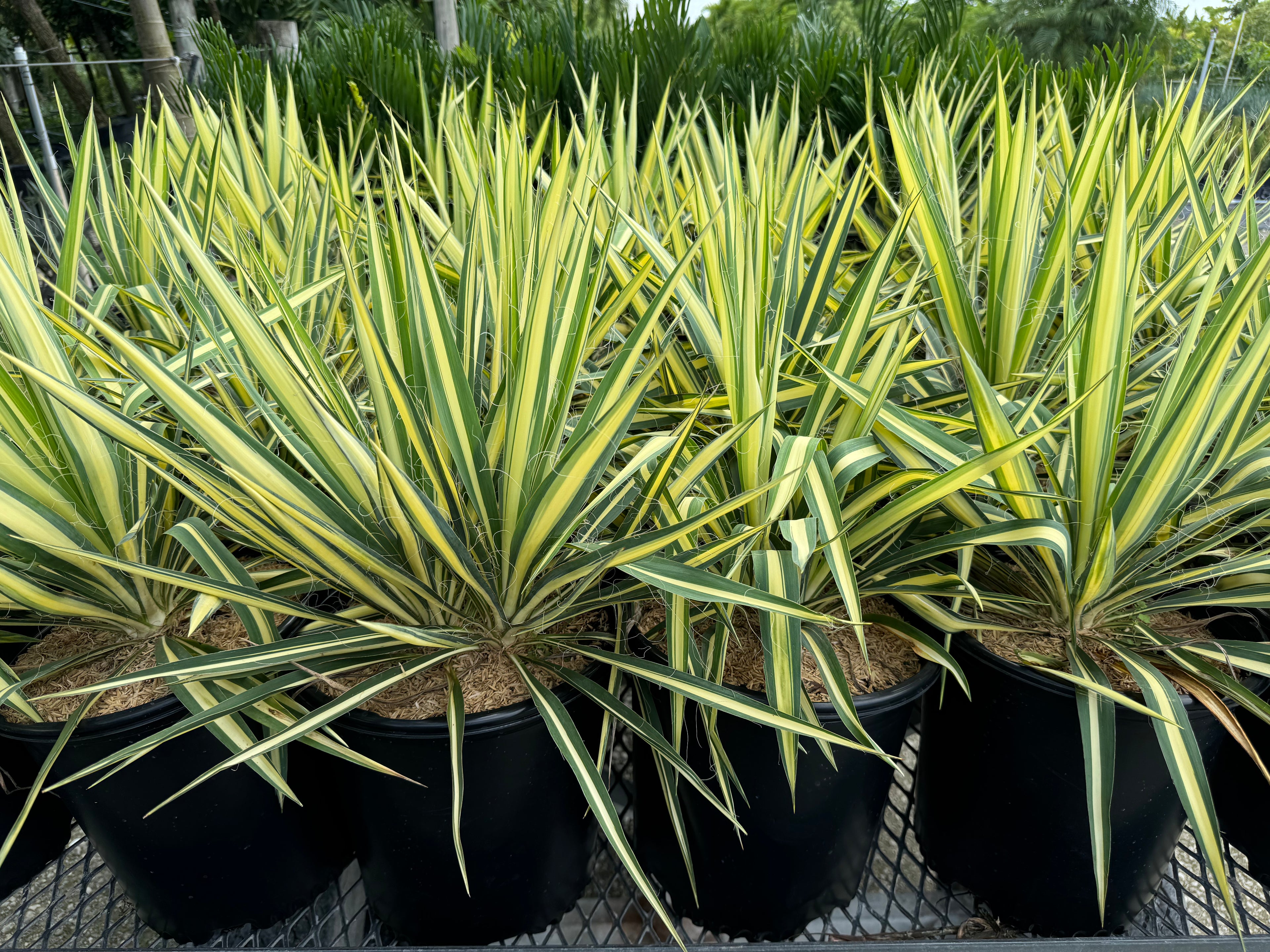 Yucca Filamentosa &
