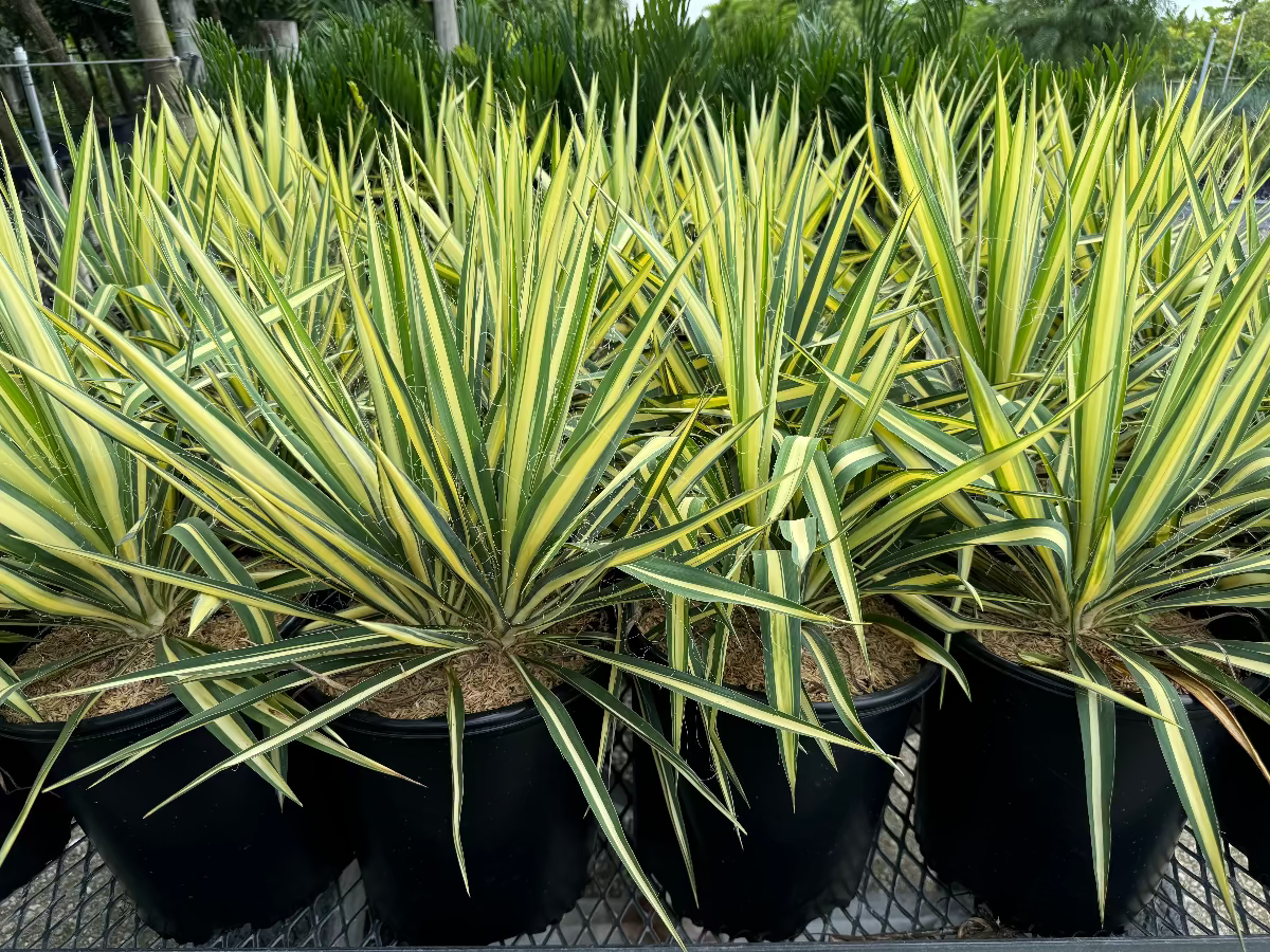 A row of young potted Yucca filamentosa plants featuring striking sword-shaped leaves with green centers and bright yellow margins, growing in black nursery pots
