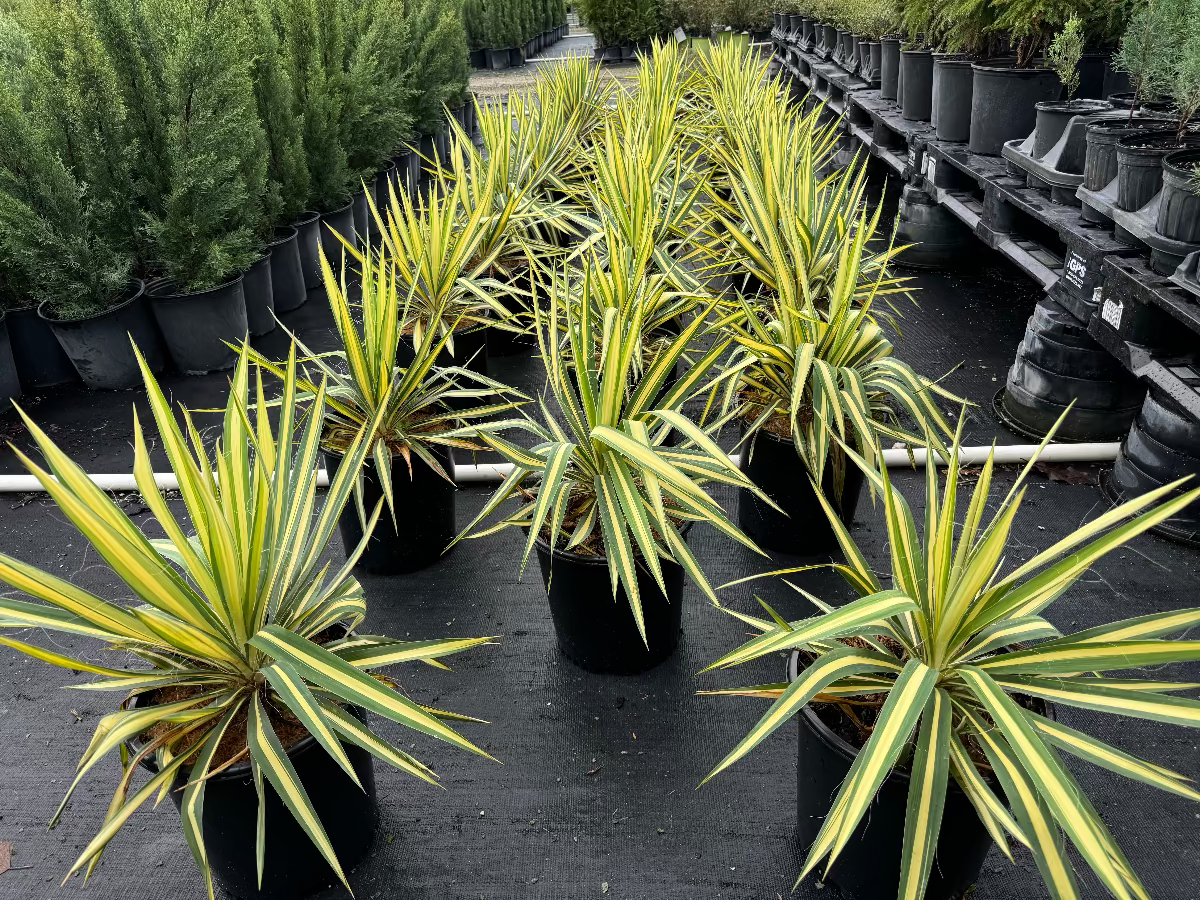 A group of young potted Yucca filamentosa plants with striking sword-shaped leaves featuring bright yellow centers and green margins, growing in black nursery pots