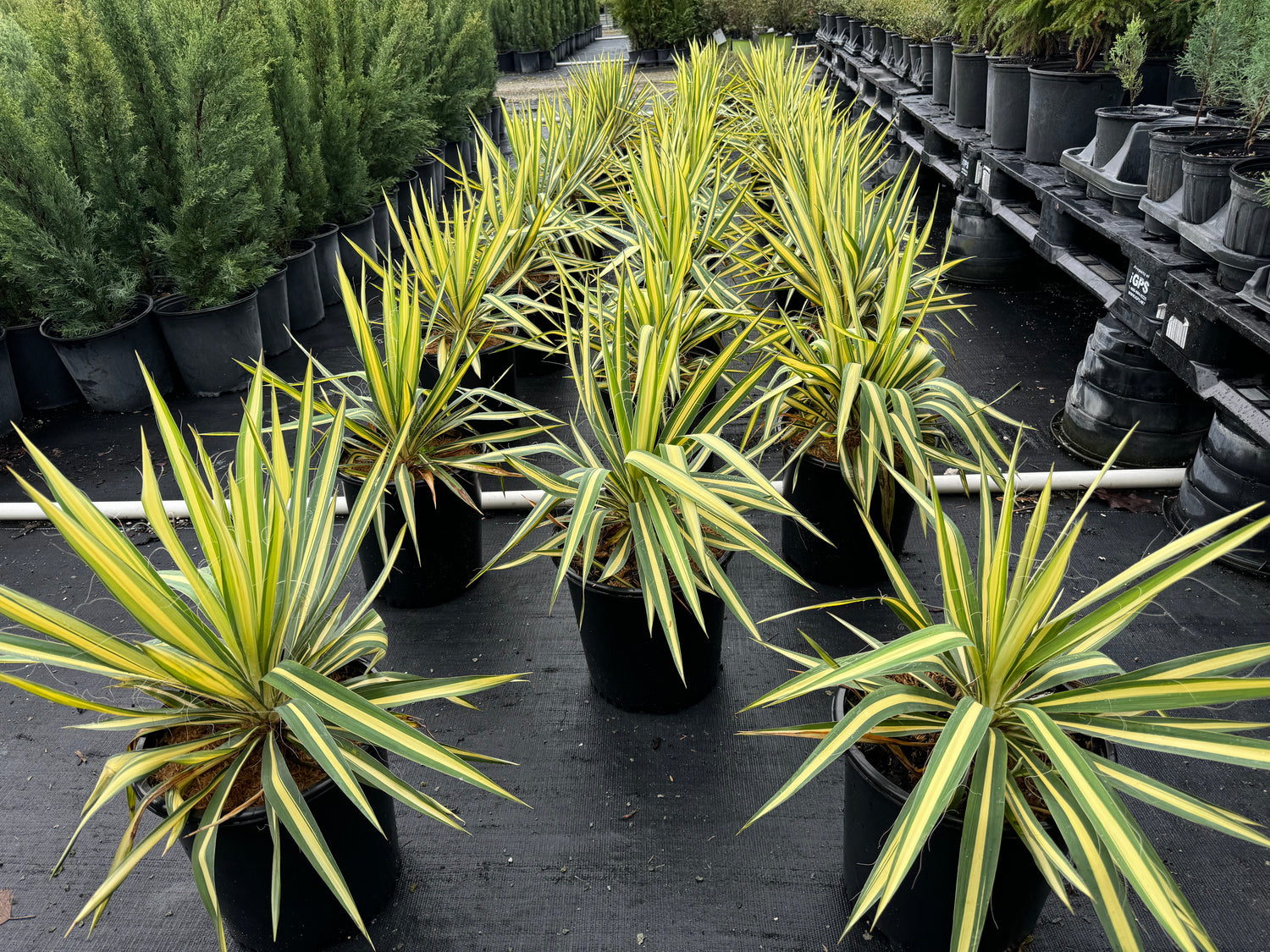 Yucca Filamentosa &