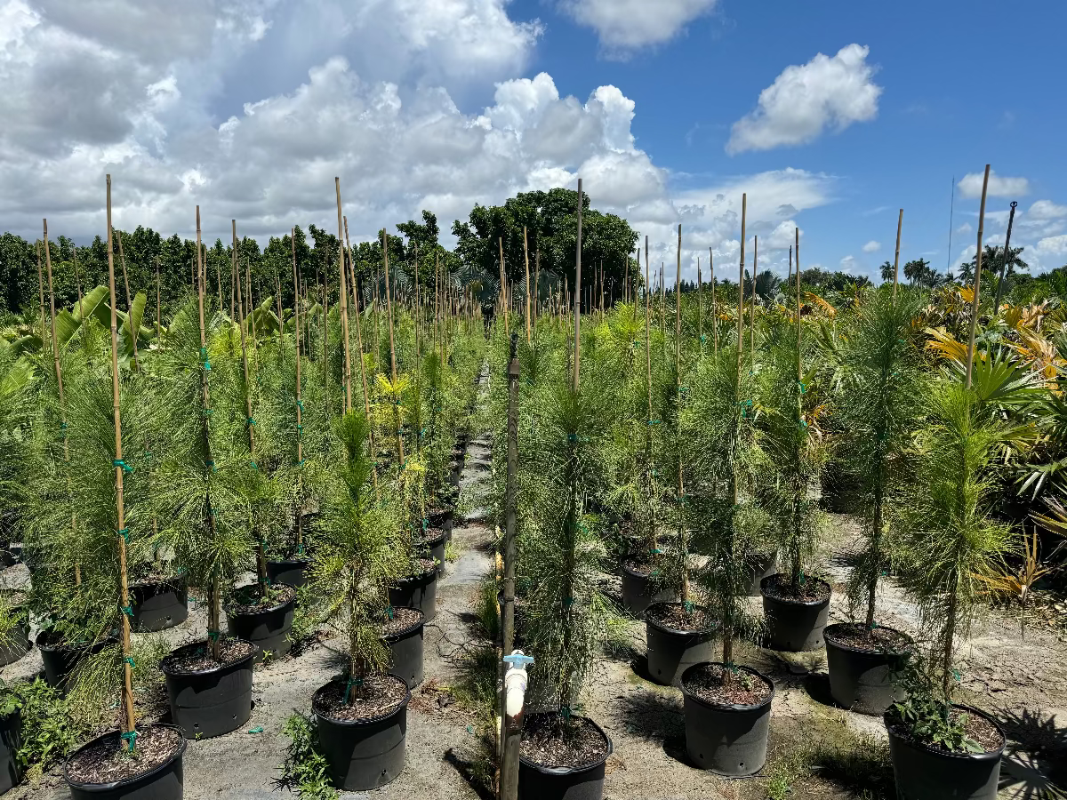 Rows of young, feathery evergreen trees growing in black nursery pots and supported by bamboo stakes