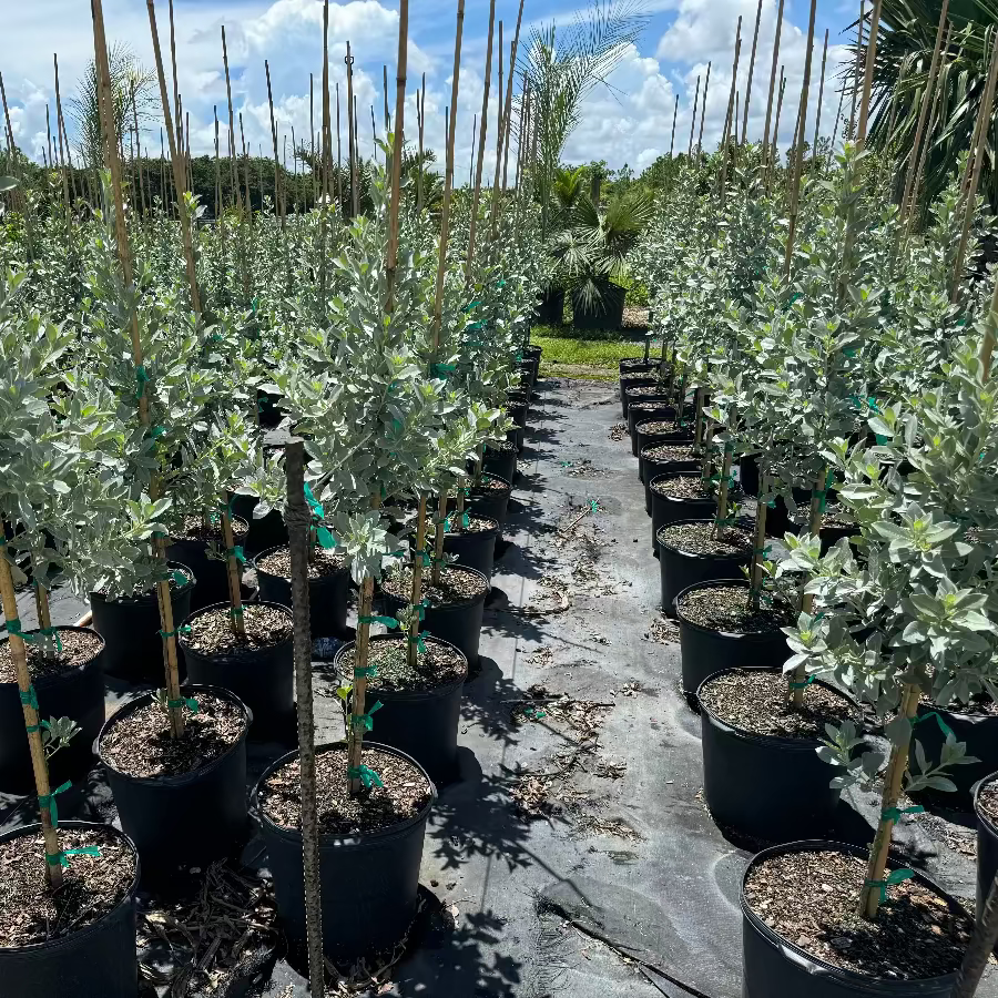 Front view of potted Silver Buttonwood tree form showcasing single-stem topiary and silvery leaves in nursery rows