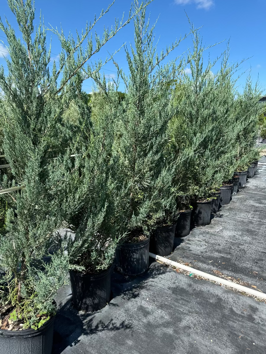 A row of tall, dense green shrubs growing in black nursery pots, arranged closely together outdoors on black landscaping fabric under a bright blue sky