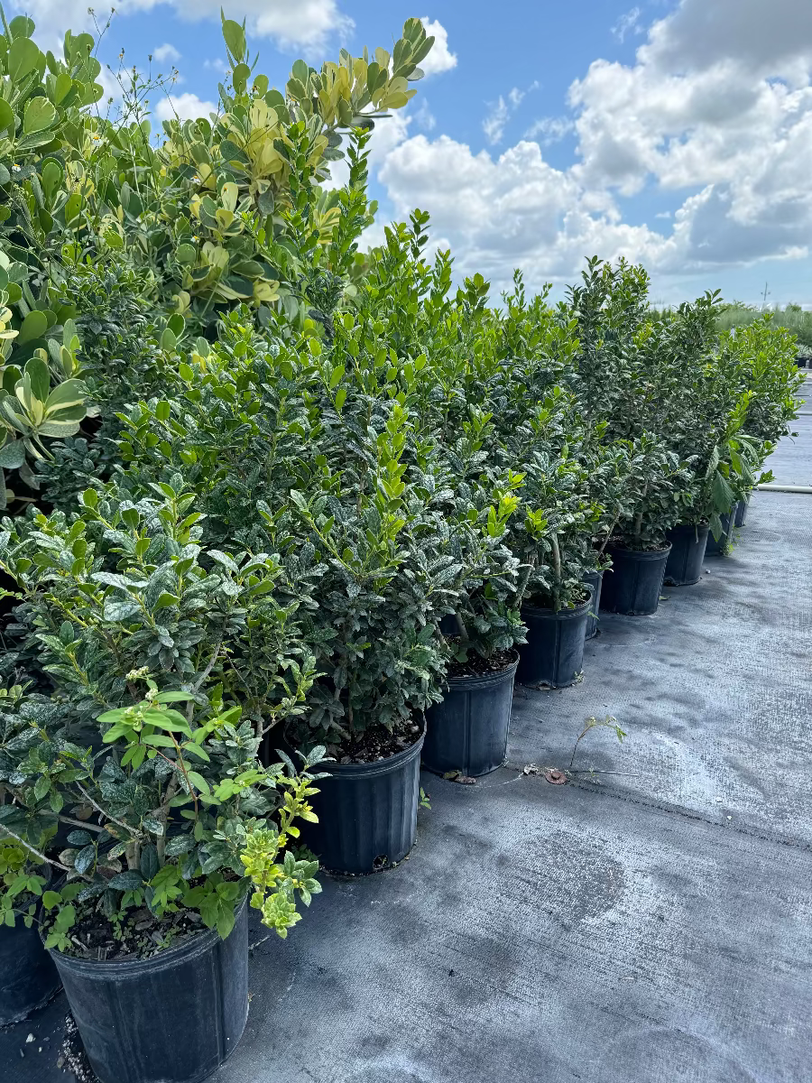 Rows of lush green shrubs growing in black nursery pots, arranged outdoors on black landscaping fabric