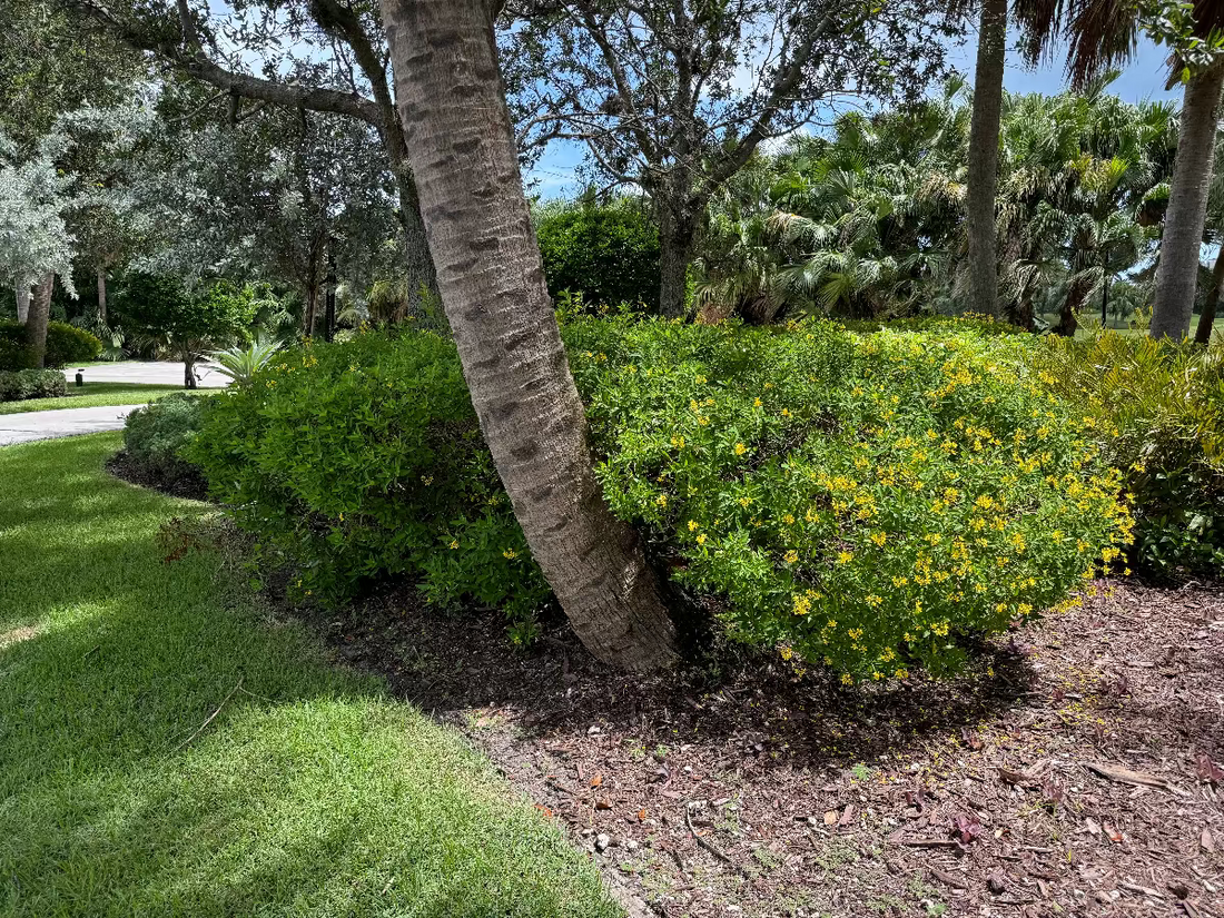 A sprawling green shrub covered in small yellow flowers, growing in a mulched garden bed next to a leaning tree trunk, bordered by a green lawn
