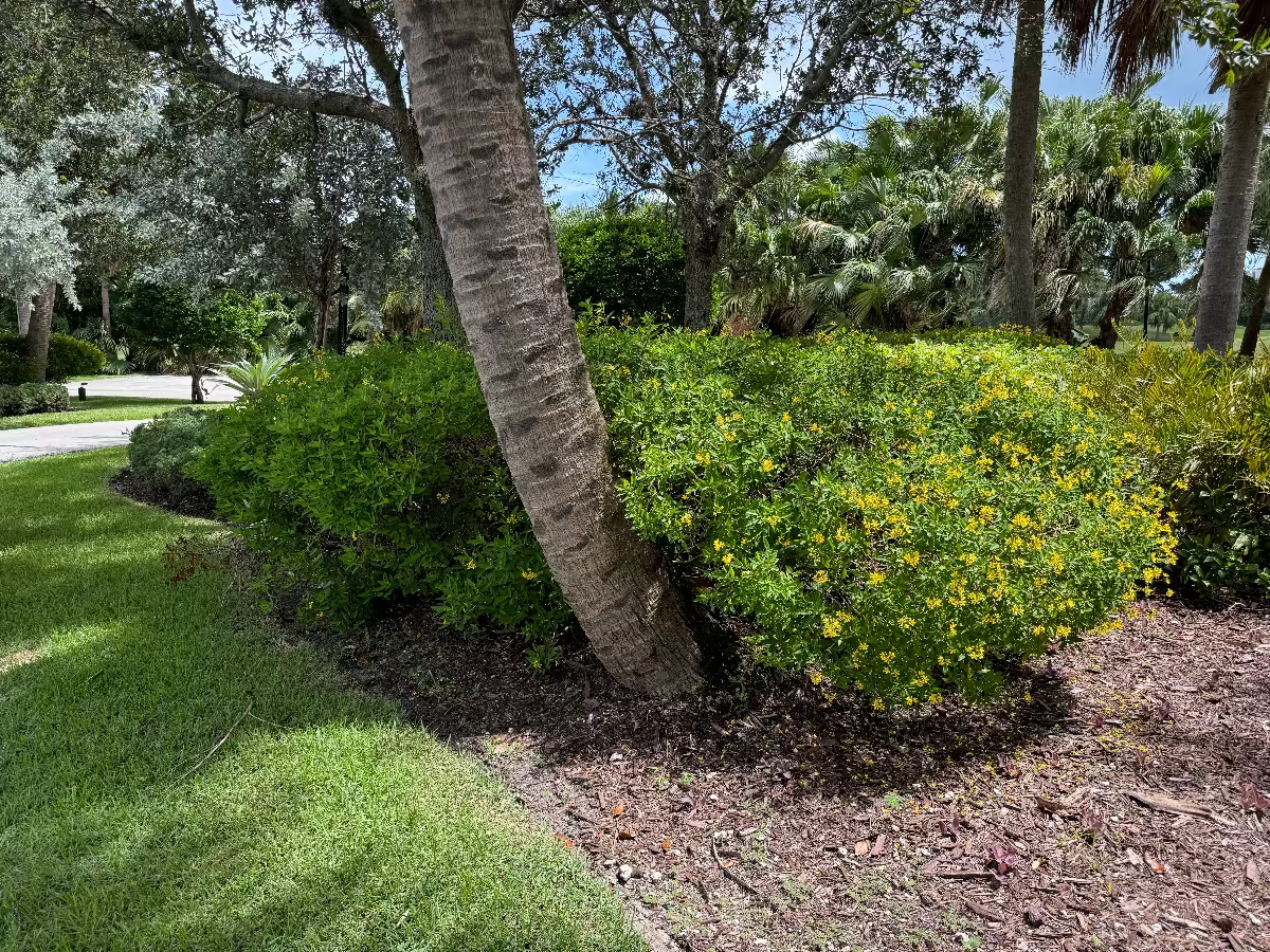 A sprawling green shrub covered in small yellow flowers, growing in a mulched garden bed next to a leaning tree trunk, bordered by a green lawn