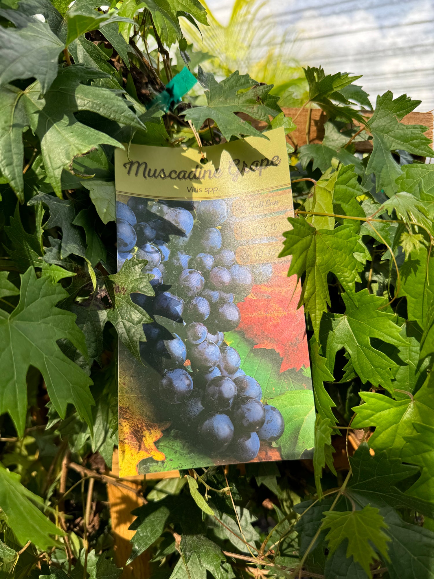 Muscadine Southern Home Grape vine Muscadinia Vitus Rotundifolia
