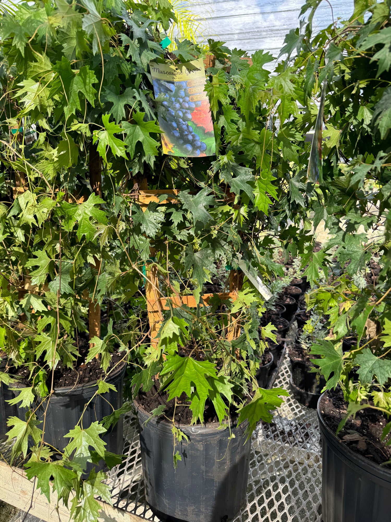 Muscadine Carlos Grape Vine, Muscadinia Vitus Rotundifolia