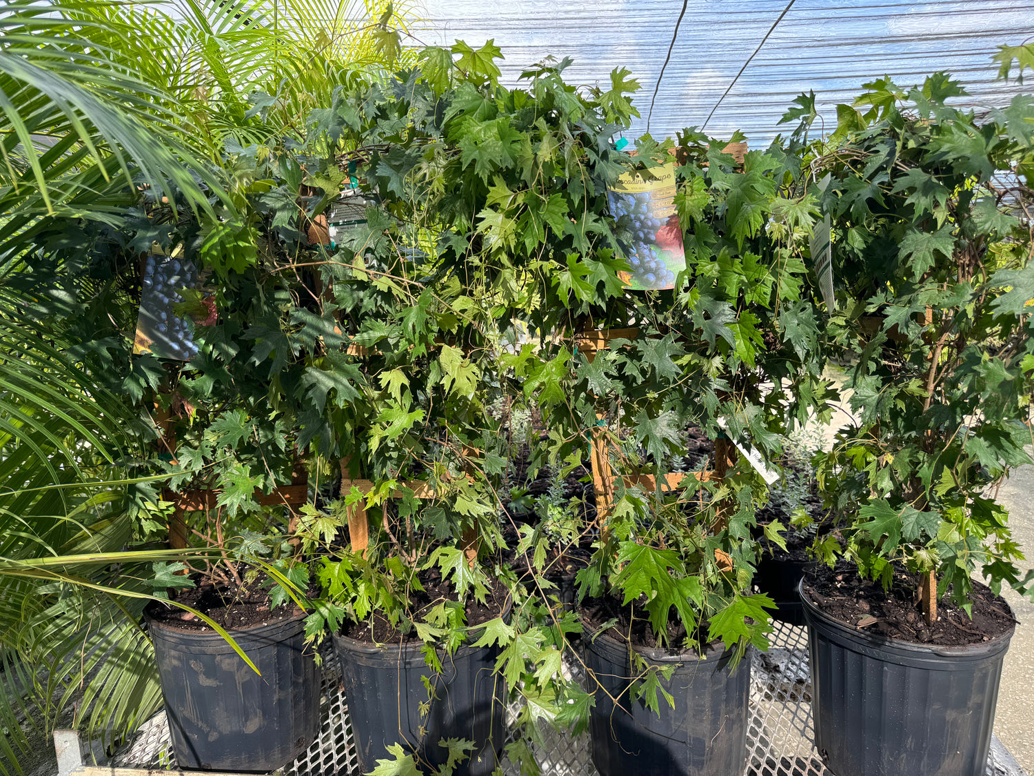 Muscadine Carlos Grape Vine, Muscadinia Vitus Rotundifolia