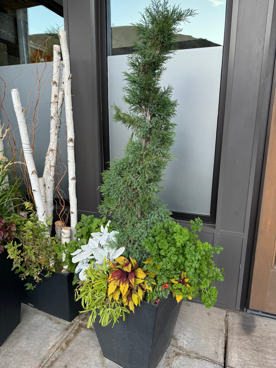 Topiary Spiral Blue Point Juniper, Juniperus Large Planted in Stone Pot in Porch