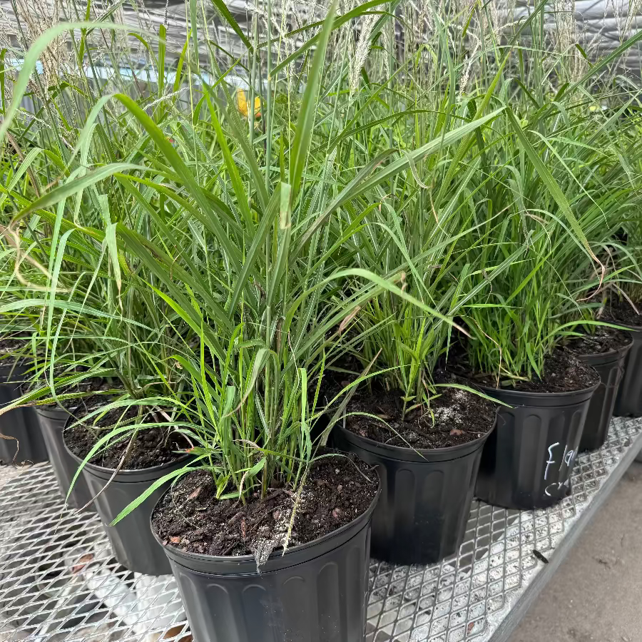 outside view of Flame Grass, Miscanthus Purpurascens