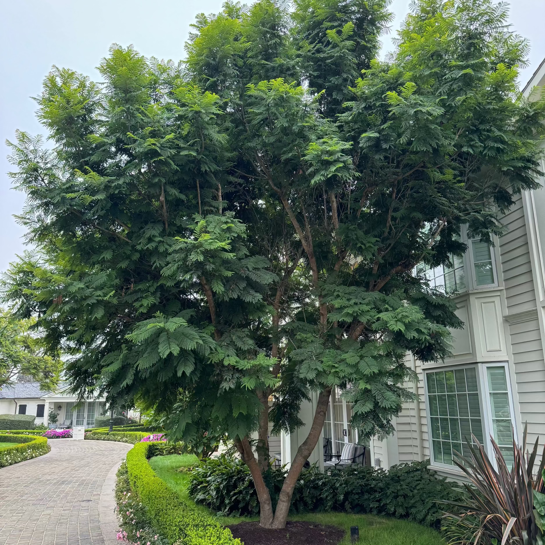 Mature Jacaranda Mimosifolia Purple Flowering Tree with a magnificent canopy, showing full-grown landscape appearance standing in an outdoor setting, ideal for shade, ornamental garden focal points, and vibrant property borders.