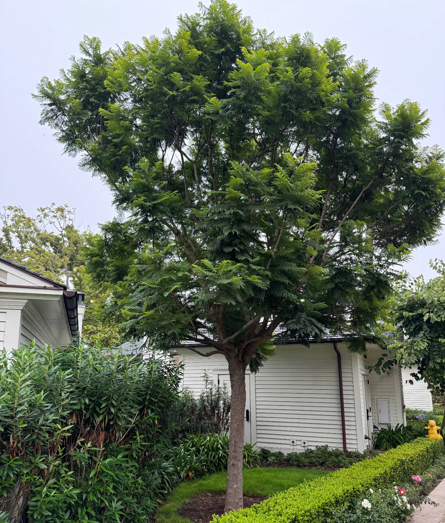 Mature Jacaranda Mimosifolia Tree featuring a lush canopy of feathery green foliage, growing in a beautifully landscaped outdoor garden setting surrounded by a manicured curved hedge and a paved pathway, ideal as an elegant shade tree and ornamental garden focal point.
