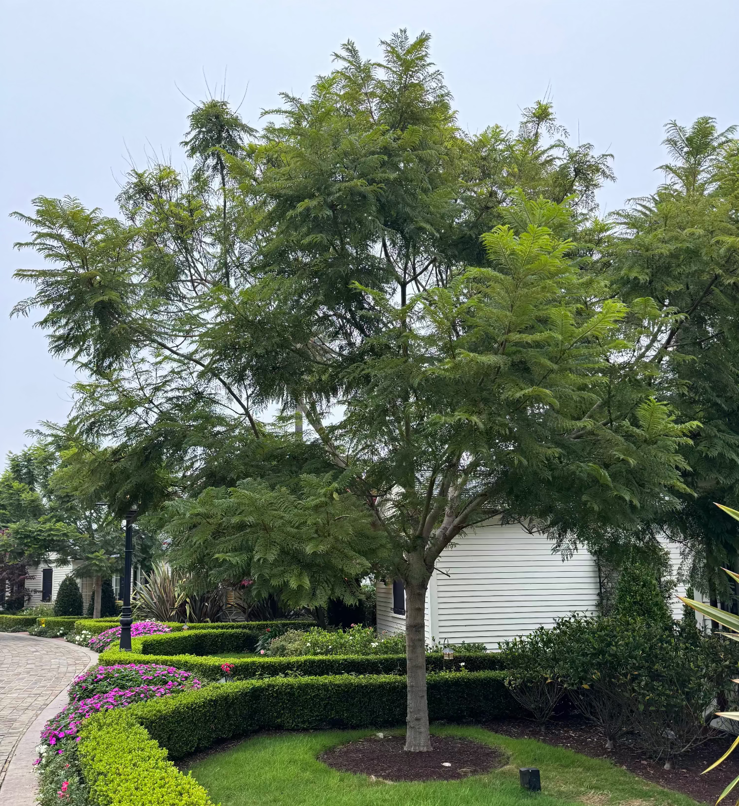 Mature Jacaranda Mimosifolia Tree featuring a lush canopy of feathery green foliage, growing in a beautifully landscaped outdoor garden setting surrounded by a manicured curved hedge and a paved pathway, ideal as an elegant shade tree and ornamental garden focal point.