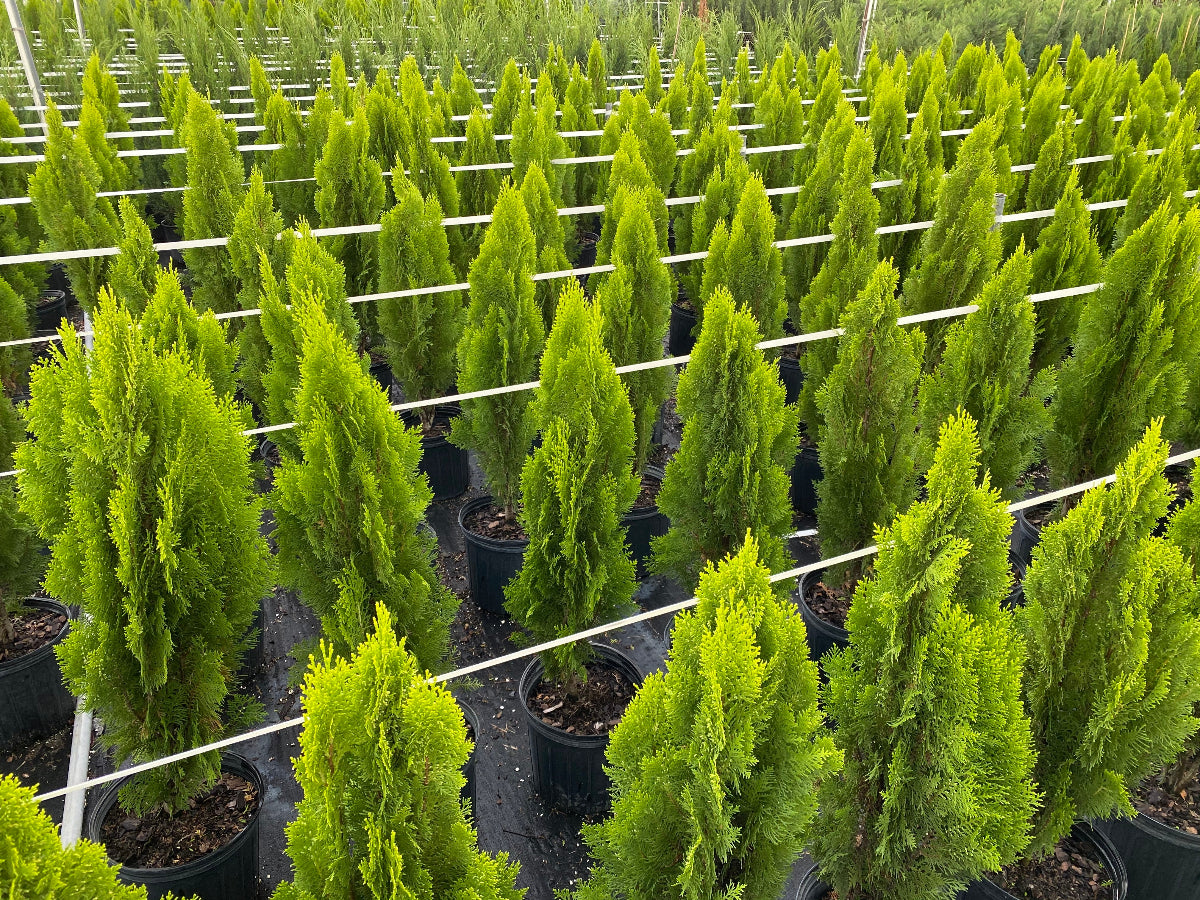 Rows of potted Yellow Ribbon Arborvitae