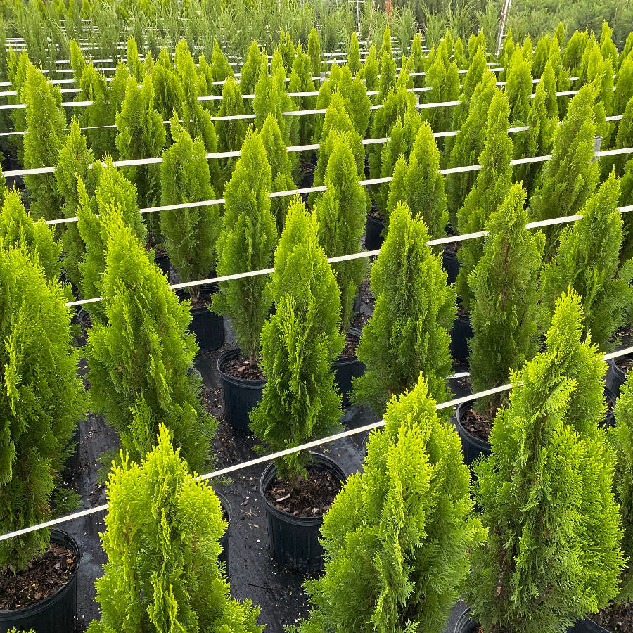 Rows of potted Yellow Ribbon Arborvitae