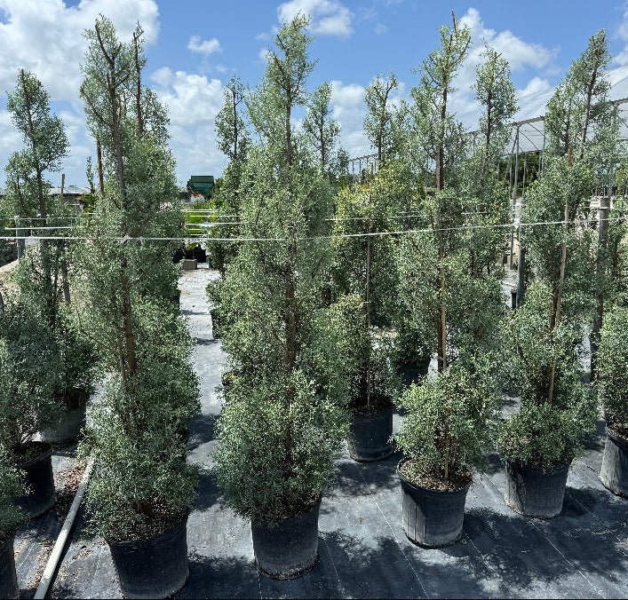 Topiary Spiral Blue Ice Arizona Cypress Nursery Pot 5gal