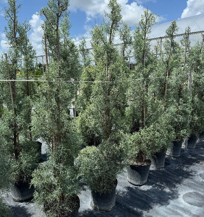 Topiary Spiral Blue Ice Arizona Cypress Nursery Pot 5gal