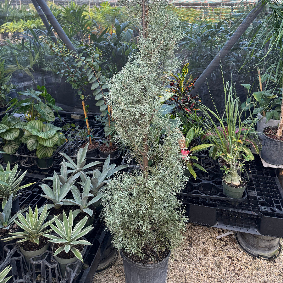 Topiary Spiral Arizona Cypress Nursery Pot 5gal
